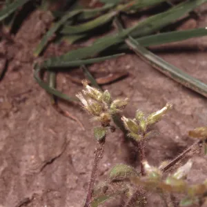 Cerastium viscosum var. apetalum