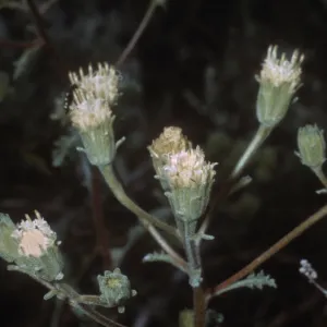 Chaenactis douglasii
