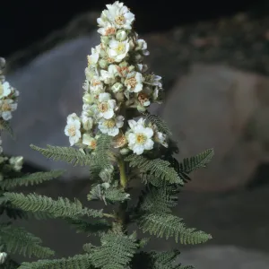 Chamaebatiaria millefolium
