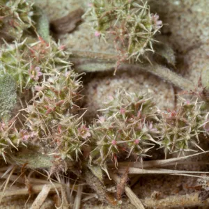 Chorizanthe pungens