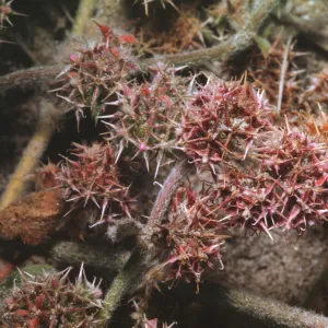 Chorizanthe pungens