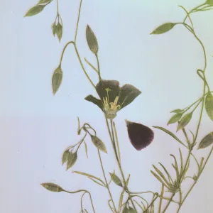 Clarkia cylindrica