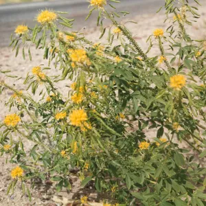 Cleome lutea