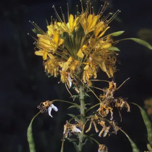 Cleome lutea