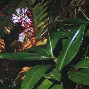 Clintonia andrewsiana