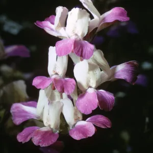 Collinsia heterophylla