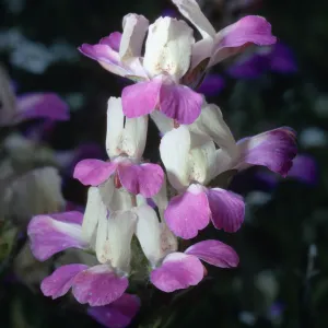 Collinsia heterophylla