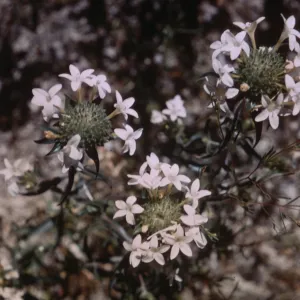 Collinsia grandiflora