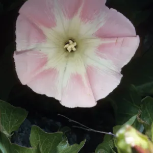 Convolvulus macrostegius