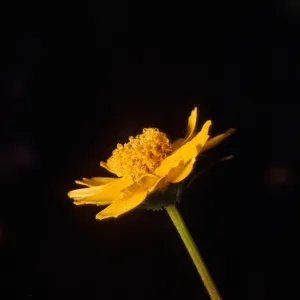 Coreopsis douglasii