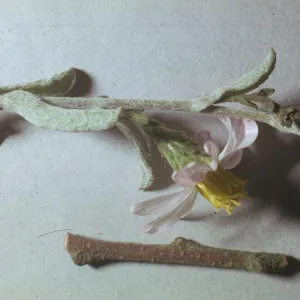 Corethrogyne filaginifolia