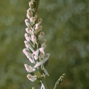 Corydalis caseana