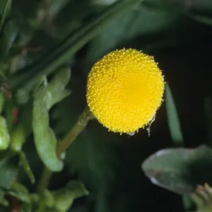Cotula coronopifolia