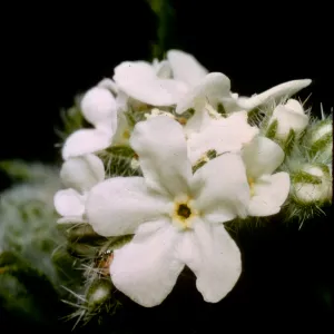 Cryptantha intermedia
