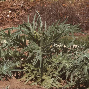 Cynara scolymus