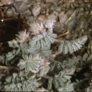 Dalea mollis