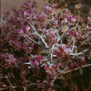 Dalea polydenia