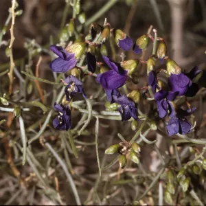 Dalea schottii