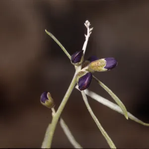 Dalea schottii