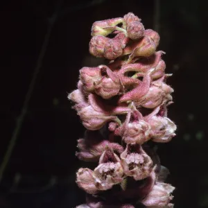 Delphinium