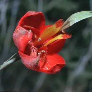 Delphinium cardinale
