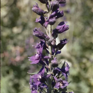 Delphinium glaucum