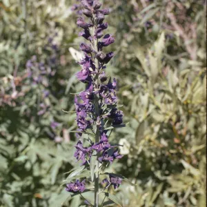 Delphinium glaucum