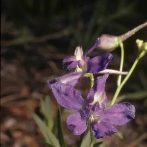 Delphinium nuttallianum