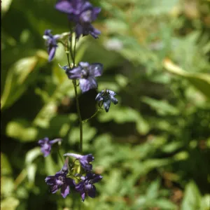 Delphinium polycladon