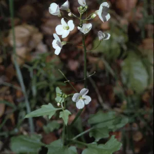 Dentaria californica
