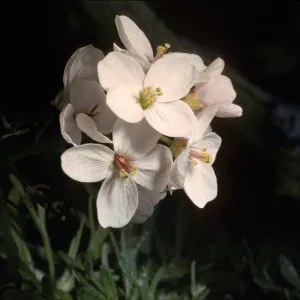 Dentaria californica