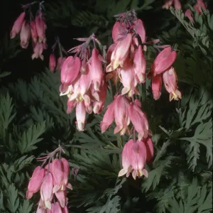 Dicentra formosa