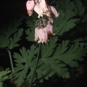 Dicentra formosa