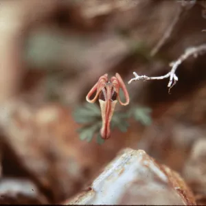 Dicentra uniflora