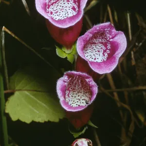 Digitalis purpurea