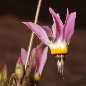 Dodecatheon clevelandii ssp. insulare