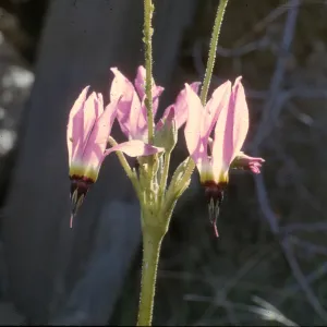 Dodecatheon clevelandii