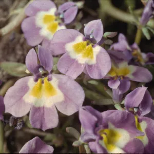 Downingia bella, vernal pool