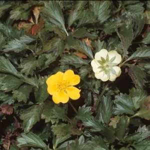 Duchesnea indica
