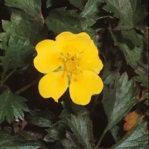 Duchesnea indica
