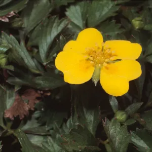Duchesnea indica