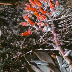Dudleya cymosa