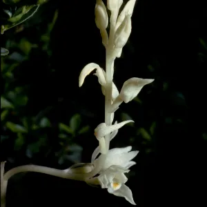 Cephalanthera austiniae
