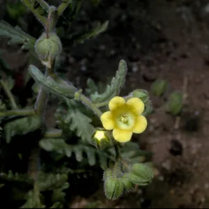 Emmenanthe penduliflora