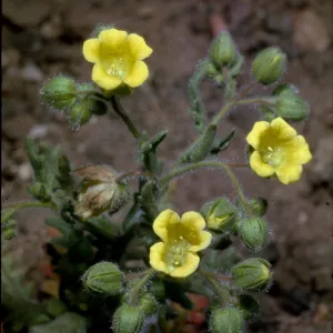Emmenanthe penduliflora