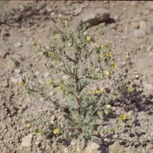 Emmenanthe penduliflora