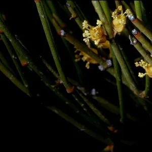 Ephedra viridis