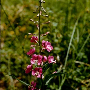 Epilobium angustifolium