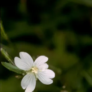 Epilobium oregonense