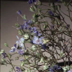 Eriastrum sapphirinum ssp. ambiguum